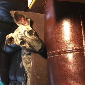 Meet your Posher, Judy